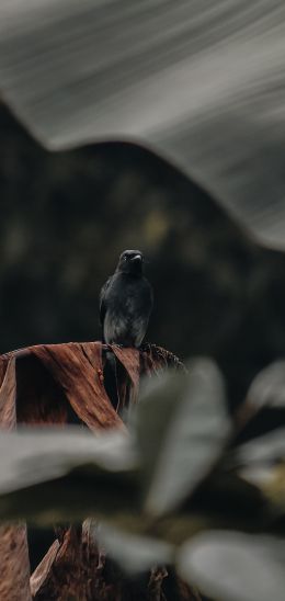 black bird Wallpaper 720x1520