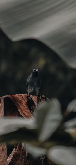 black bird Wallpaper 828x1792