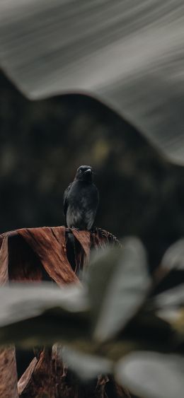 black bird Wallpaper 1080x2340