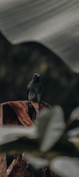 black bird Wallpaper 1080x2400