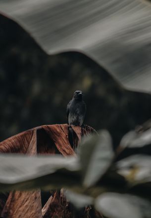 black bird Wallpaper 1640x2360