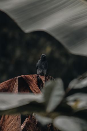 black bird Wallpaper 640x960