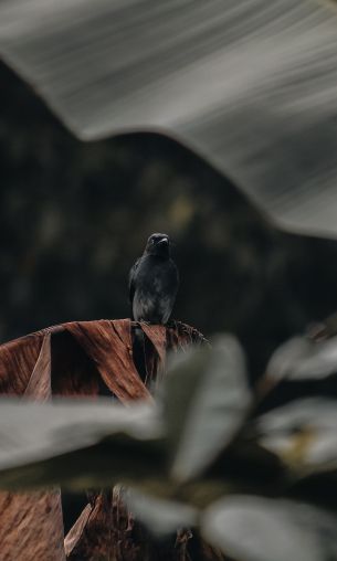 black bird Wallpaper 1200x2000