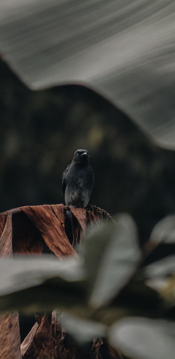 black bird Wallpaper 1080x2220