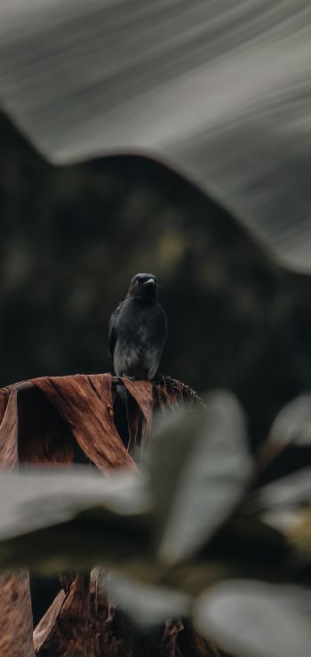 black bird Wallpaper 1080x2280