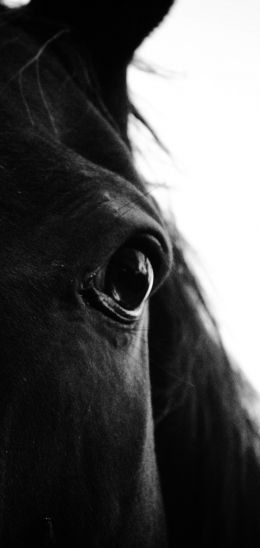 black horse Wallpaper 1080x2280