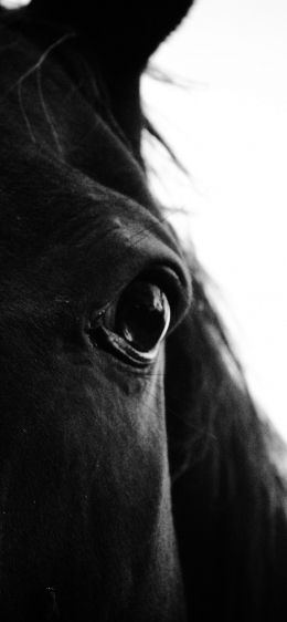 black horse Wallpaper 828x1792