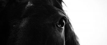 black horse Wallpaper 2560x1080