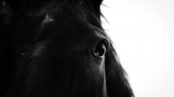 black horse Wallpaper 2560x1440