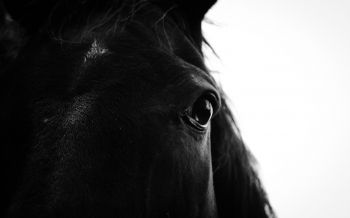 black horse Wallpaper 2560x1600