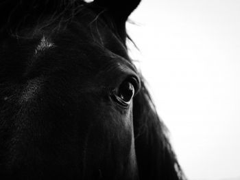 black horse Wallpaper 800x600