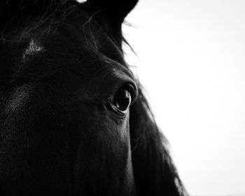 black horse Wallpaper 1280x1024
