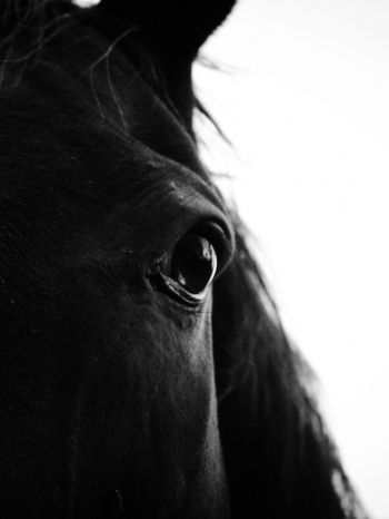 black horse Wallpaper 1620x2160