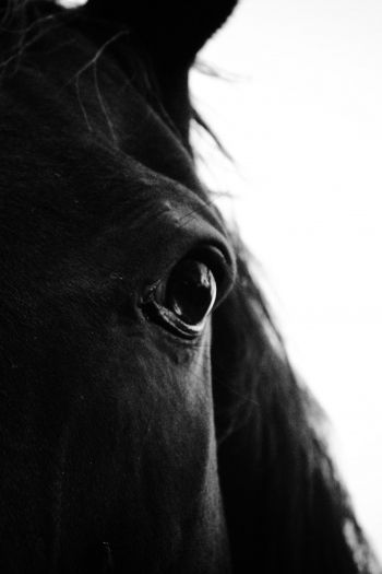 black horse Wallpaper 640x960