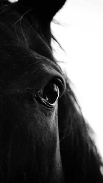 black horse Wallpaper 640x1136