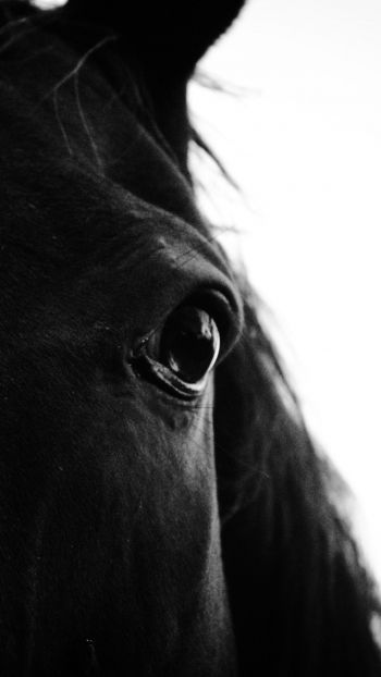 black horse Wallpaper 720x1280