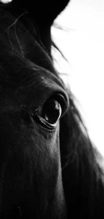 black horse Wallpaper 1080x2280
