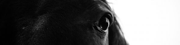 black horse Wallpaper 1590x400