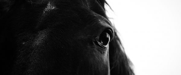 black horse Wallpaper 3440x1440