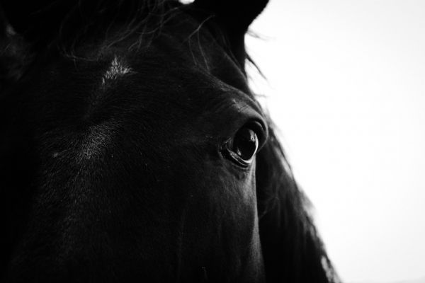 black horse Wallpaper 3456x2304