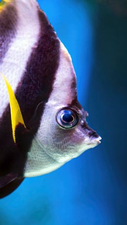 Cairns Aquarium, Australia Wallpaper 640x1136