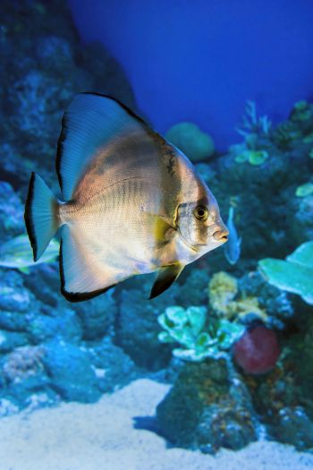 Cairns Aquarium, Australia Wallpaper 640x960