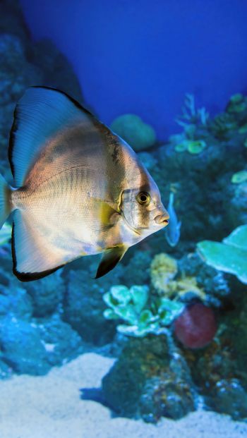 Cairns Aquarium, Australia Wallpaper 640x1136