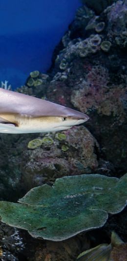 shark in the aquarium, Australia Wallpaper 1080x2220