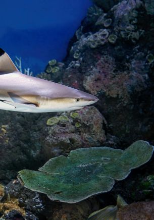 Обои 1668x2388 акула в аквариуме, Австралия