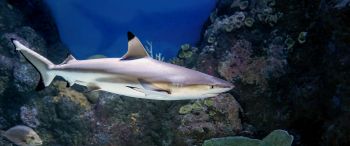 shark in the aquarium, Australia Wallpaper 3440x1440