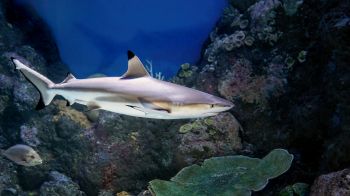 Обои 2560x1440 акула в аквариуме, Австралия