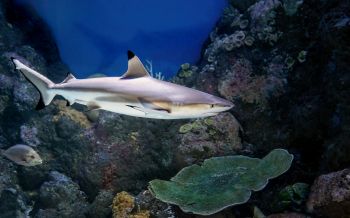 Обои 2560x1600 акула в аквариуме, Австралия