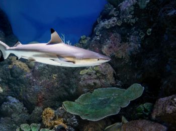 Обои 1024x768 акула в аквариуме, Австралия