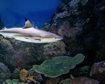 Обои 1280x1024 акула в аквариуме, Австралия