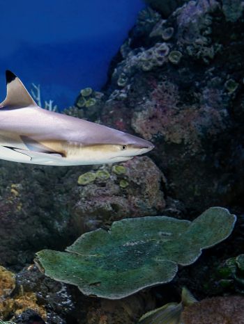 Обои 1668x2224 акула в аквариуме, Австралия