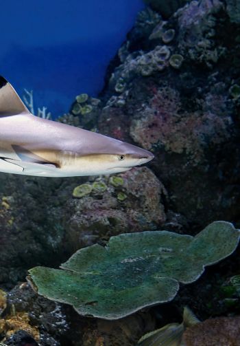 shark in the aquarium, Australia Wallpaper 1640x2360