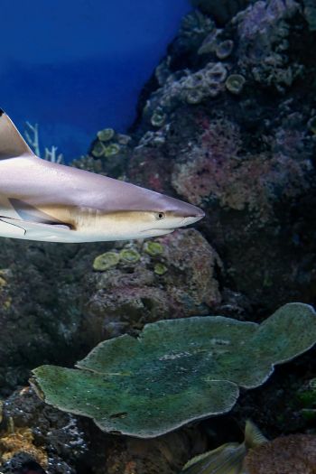 shark in the aquarium, Australia Wallpaper 640x960