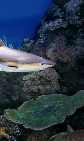 shark in the aquarium, Australia Wallpaper 1200x2000