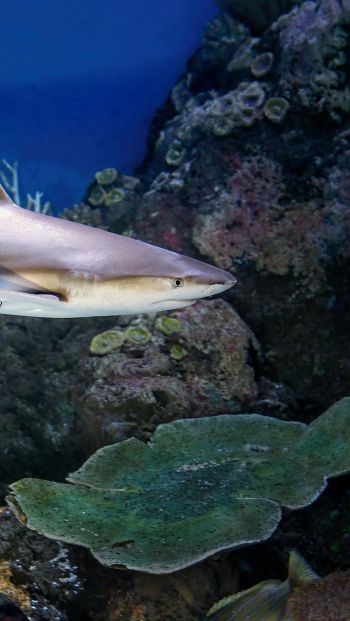 shark in the aquarium, Australia Wallpaper 640x1136