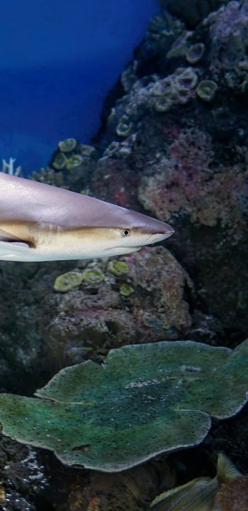 shark in the aquarium, Australia Wallpaper 1080x2220