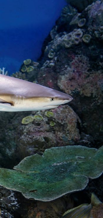 shark in the aquarium, Australia Wallpaper 1080x2280