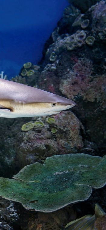 shark in the aquarium, Australia Wallpaper 1080x2340