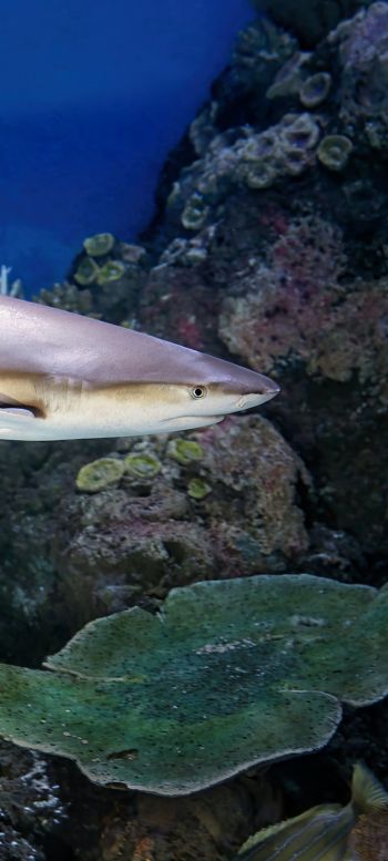shark in the aquarium, Australia Wallpaper 1080x2400