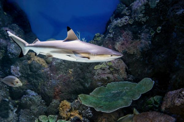 Обои 5212x3475 акула в аквариуме, Австралия