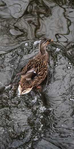 duck, waterfowl Wallpaper 720x1440