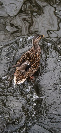 duck, waterfowl Wallpaper 1080x2340