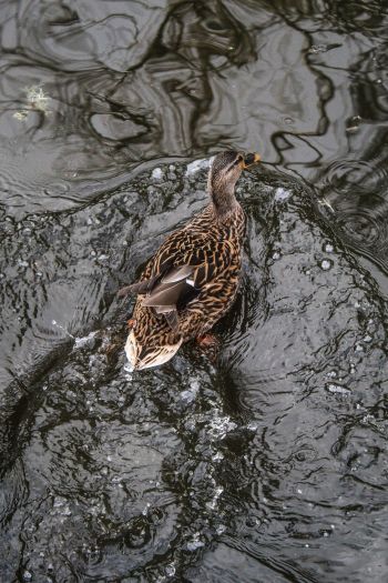 duck, waterfowl Wallpaper 640x960
