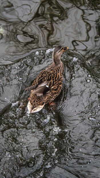 duck, waterfowl Wallpaper 640x1136