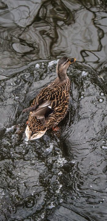 duck, waterfowl Wallpaper 1080x2220