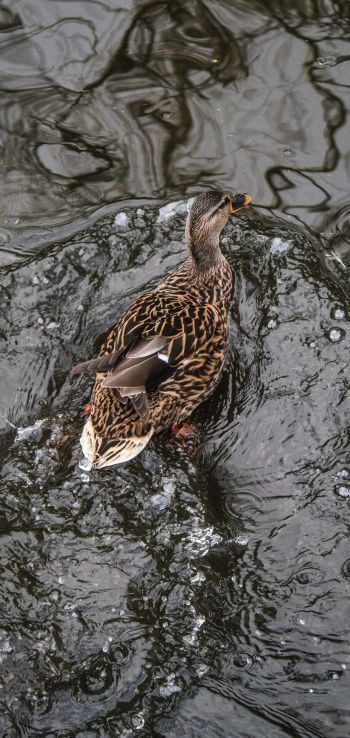 duck, waterfowl Wallpaper 720x1520